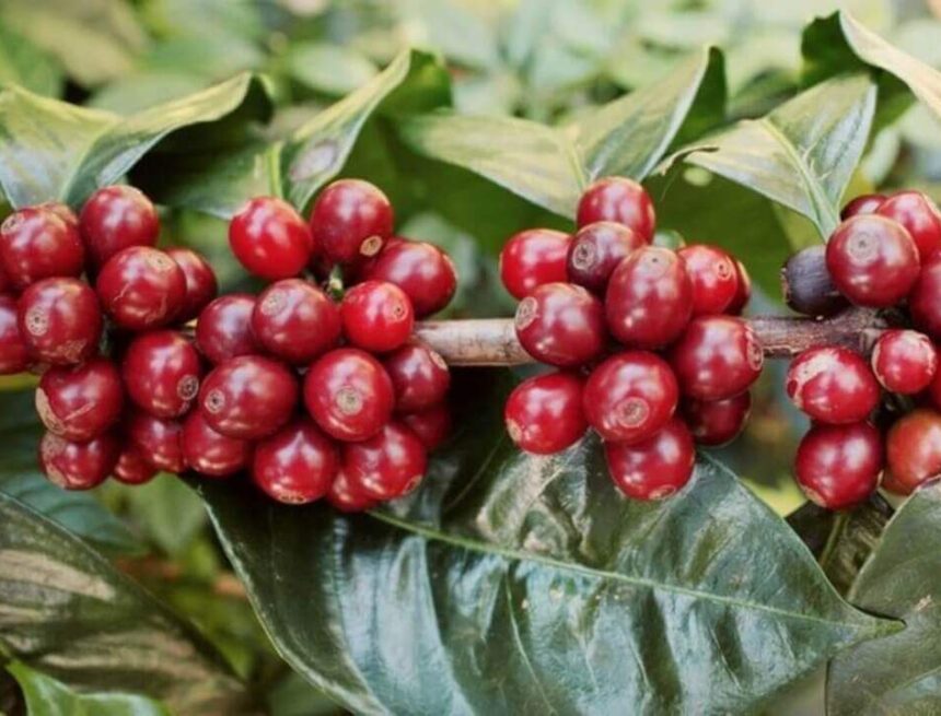 Foton: Cred till Johan & Nyström/Jonatan Låstbom.