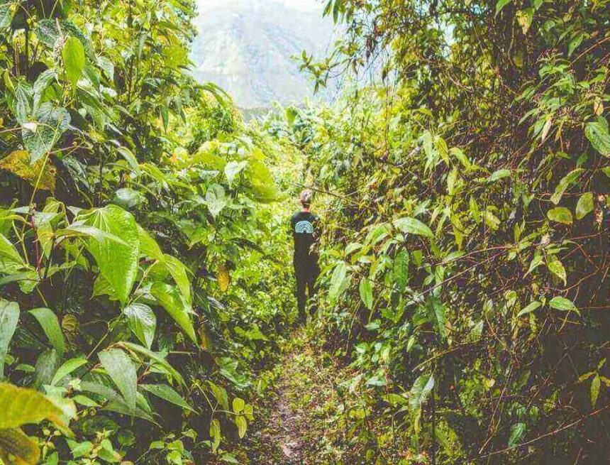 Buda hem en resa till en av Lykkes kaffegårdar