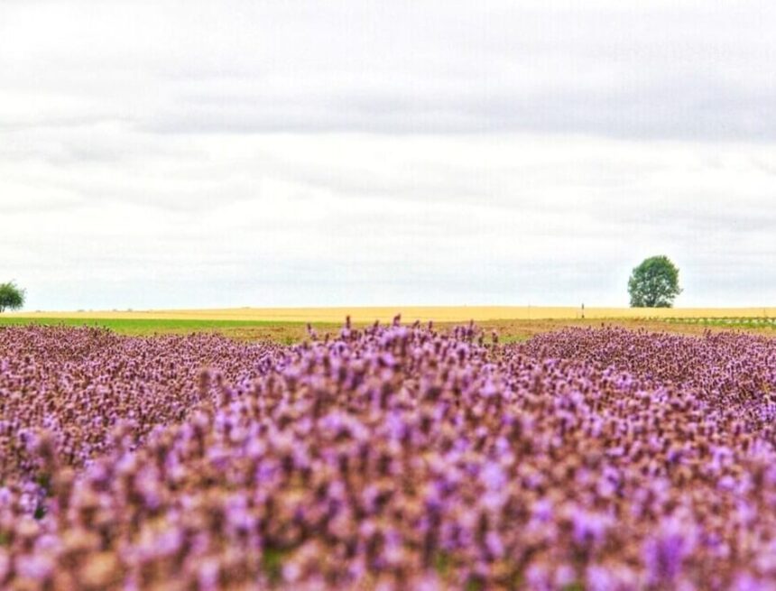 Foto: Robert Kwok, Robbans bästa