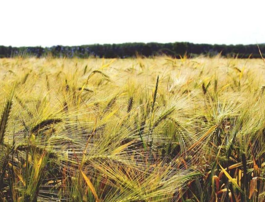 Poddtips – Mjöl & Brödpodden