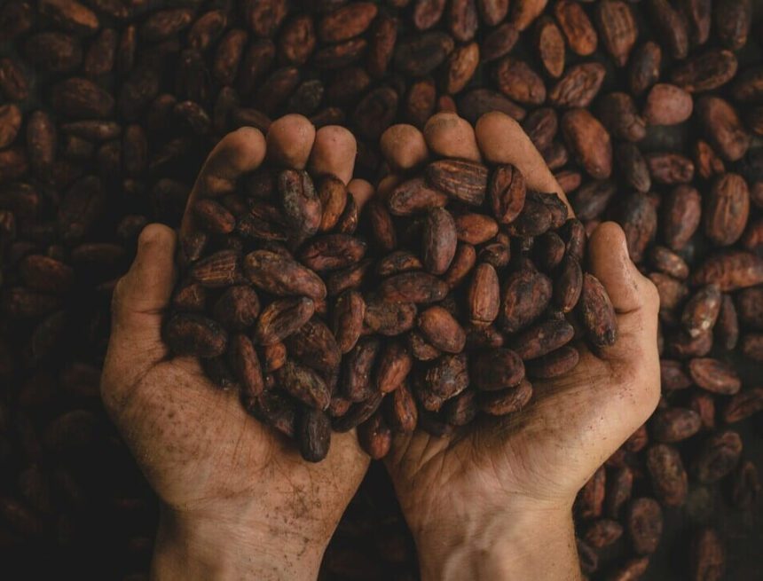 Foto: Pablo Merchán Montes för Unsplash Den bittra sanningen bakom söt choklad