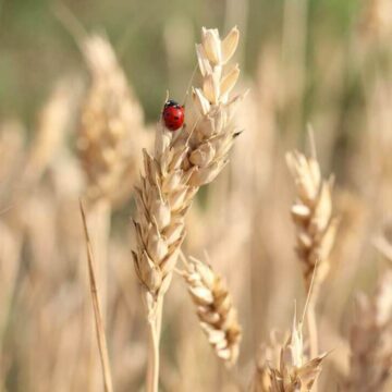 Från åker till bord: Vad är kulturspannmål?