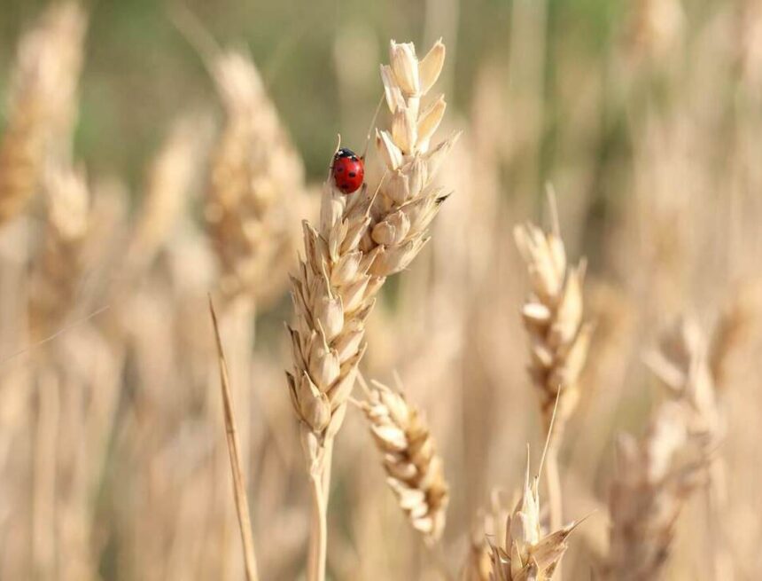 Från åker till bord: Vad är kulturspannmål?